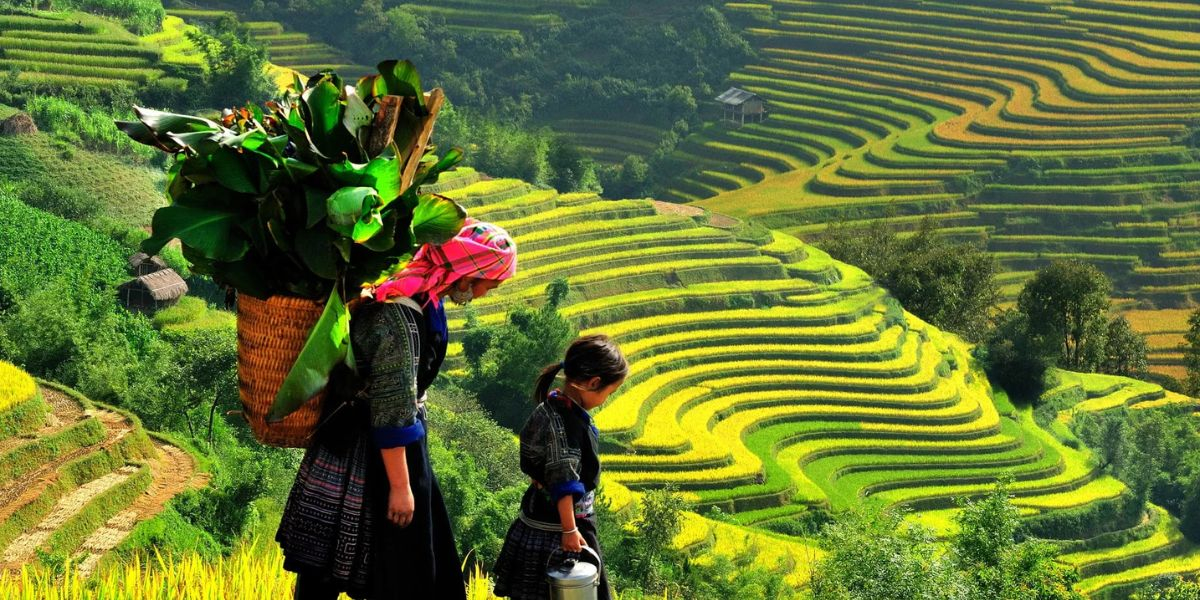Ta Van Village charms with terraced rice fields, wooden stilt houses, and the rich traditions of many ethnic groups 